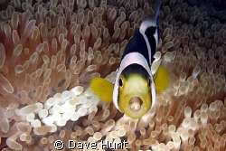 Here's looking at you.  Look closely Cymothoa sp parasite... by Dave Hunt 